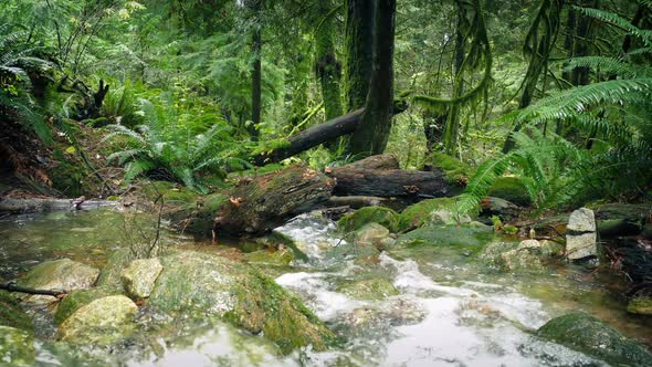 Crossing River Down A Slope In The Forest