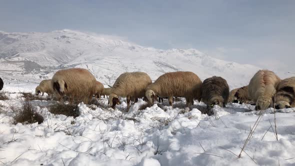 Flock Sheep Snow 