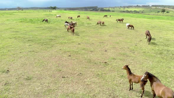 Horses on a summer pasture