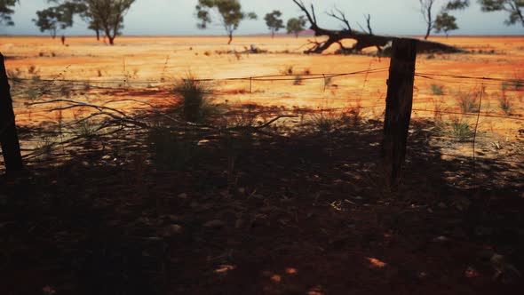 Pampas with Barbed Wire Fence and Dry Bushes