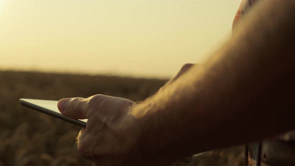 Farmer Hands Holding Tablet in Wheat Field Closeup