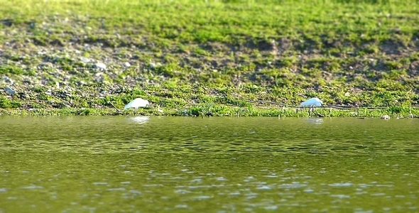 Little Egret (Egretta Garzetta) Miniature Effect