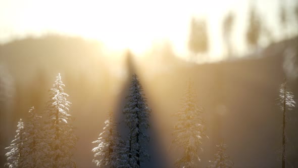 Splendid Christmas Scene in the Mountain Forest. Colorful Winter Sunrise