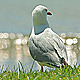Seagull - VideoHive Item for Sale