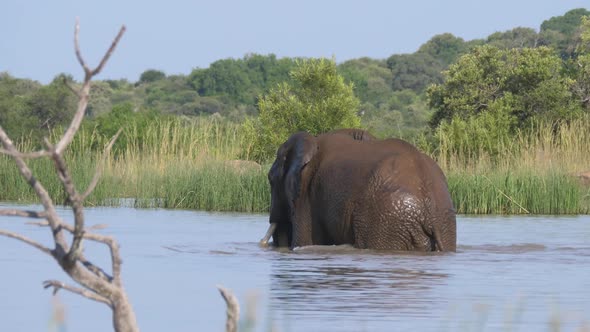 Elephant walks out of a lake at Pilanesberg