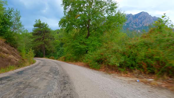 Car Drive Forest (4K)