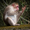 Macaque monkey cleaning itself in bamboo forest. South India - PhotoDune Item for Sale