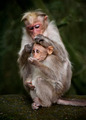 Mother monkey cleaning her baby in bamboo forest. South India - PhotoDune Item for Sale