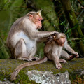 Mother macaque monkey cleaning her baby in bamboo forest - PhotoDune Item for Sale