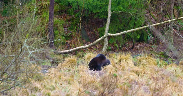 Wolverine Finds Food in the Ice on Frozen Lake in the Forest