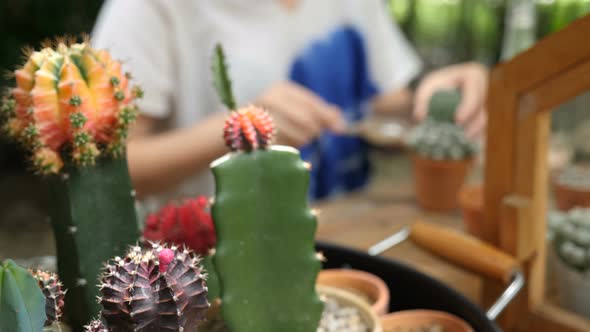 Hands of woman planting cactus on the table.