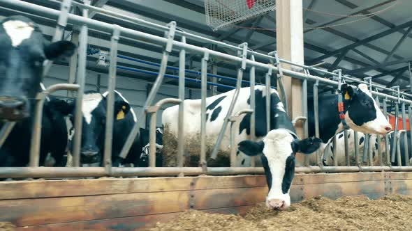 Chipped Farm Cows are Eating Hay