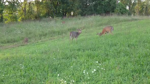 Pennsylvania deer in field