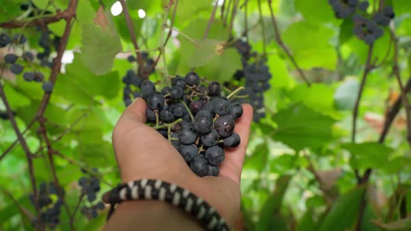 Ripe Black Grapes Closeup Harvesting