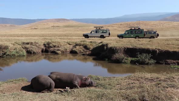 A slow motion clip of two Hippopotamus, Hippo or Hippopotamus amphibius resting alongside a small wa