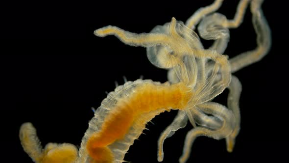 Polychaeta Worm Under a Microscope, of the Family Terebellidae