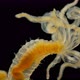 Polychaeta Worm Under a Microscope, of the Family Terebellidae - VideoHive Item for Sale
