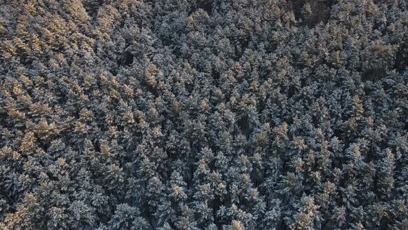 Pine Forest In Winter Covered With Snow24