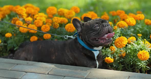 Bulldog is Lying on the Street Near Flowers with His Tongue Out It is Hot