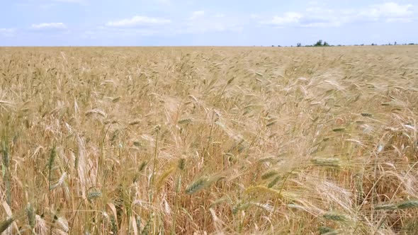 A beautiful large wheat field. Wheat swaying in the wind. Grain harvest