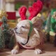 cute chihuahua dog with stylish head costume funny style smile and joyful with christmas tree - VideoHive Item for Sale