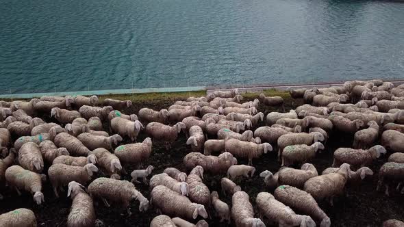 Sheep flock grazing on the edge of Fedaia Dam lake in the Dolomite mountain area of northern Italy,