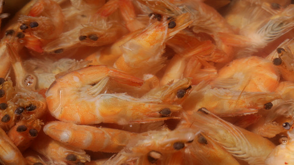Shrimp Are Simmered In A Saucepan - Time Lapse