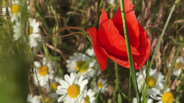 Young Girl Walks with Child and Dog on Beautiful Poppy Meadow