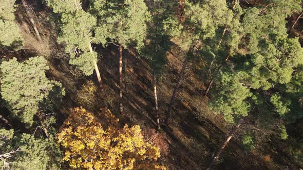 Beautiful Forest with Trees in an Autumn Day