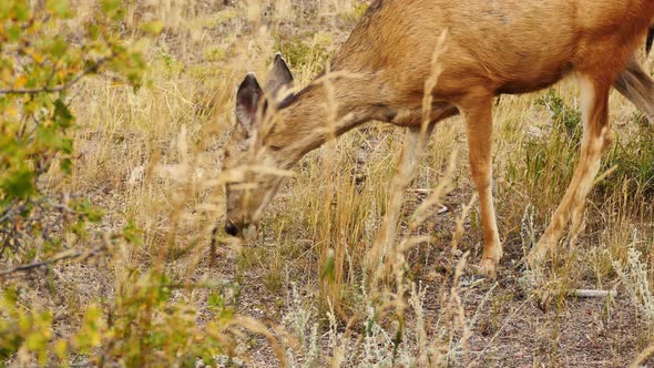 Skinny white-tailed deer grazing