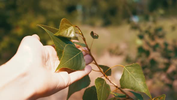 Female Hand Touching a Branch with Green Poplar Leaves in Rays of Sunlight