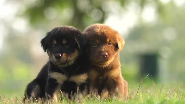 slow motion of cute puppy playing in the park