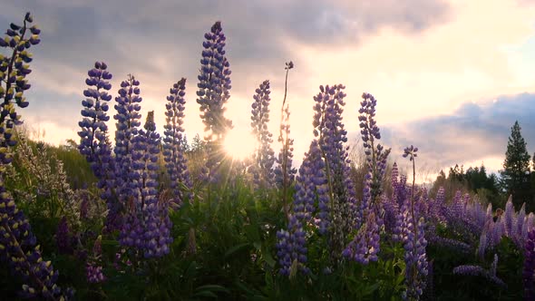 Beautiful Lupin Field at Lake Tekapo, New Zealand in Summer