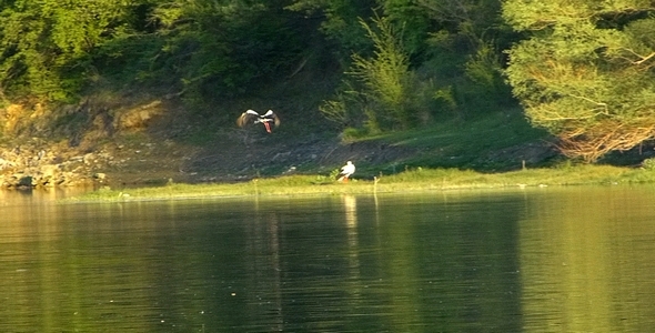 Stork (Ciconia) 5