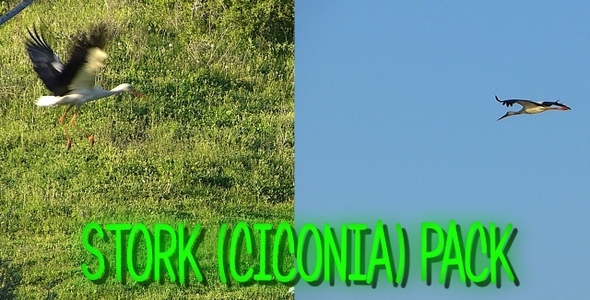 Stork (Ciconia) Pack