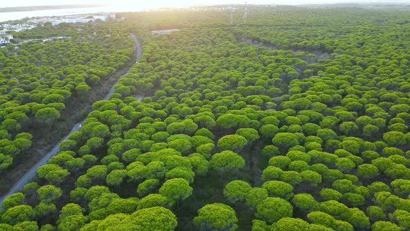 Aerial view of Seaside Cartaya Stone Pine Forest with Countryside Road, Piedras river and Building C