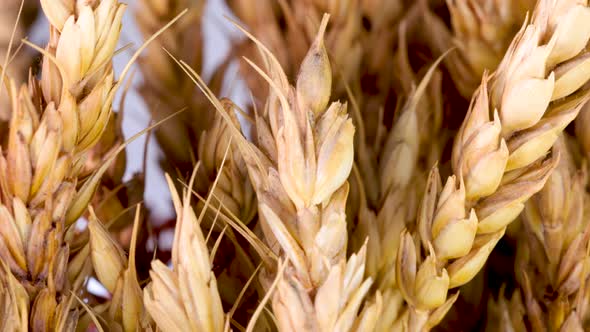 Macro shot of wheat ears rotating. White background.