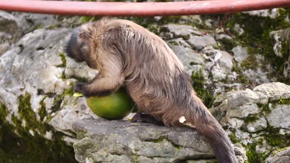 Close up shot of Capuchin Monkey peeling Mango Fruit outdoors on rocky hills during sunny day