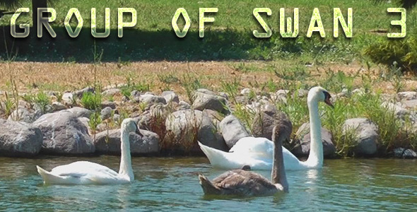 Group of Swan 3