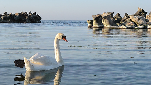 White Swan In Sea Golf