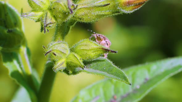 Carpocoris Purpureipennis Climbs on a Green Flower Leaf