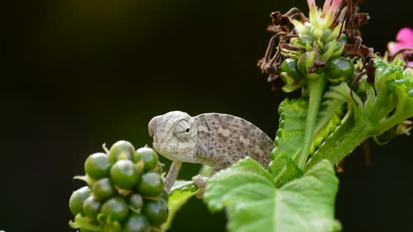 Baby Chameleon in a Branch