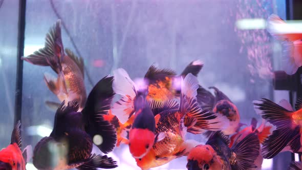 Diversity of Tropical Fishes in Exotic Decorative Aquarium. Assortment in Chatuchak Fish Market Pet