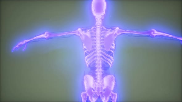 Transparent Human Body with Visible Bones alt