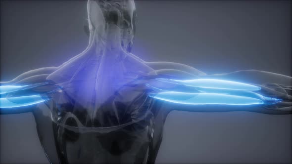 Triceps - Visible Muscle Anatomy Map alt