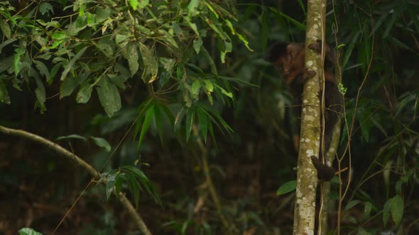 Pan jungle setting wih a Capuchin monkey moving down a tree trunk.