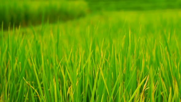 Green Field Background in Close Up View