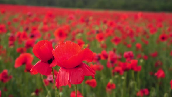 Red Poppy Field