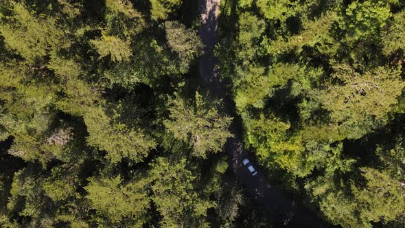 Aerial View Driving Car Forest