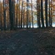 Path in Autumn Forest - VideoHive Item for Sale